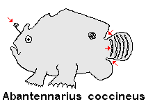 Antennatus coccineus - Antennarius coccineus (Freckled frogfish ,Scarlet frogfish - Sommersprossen Anglerfisch) 