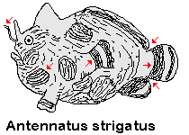 Antennatus strigatus  Bandtail frogfish - Gebänderter Schwanz Anglerfisch 