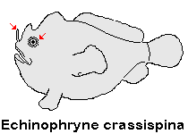 Echinophryne crassispina - Prickly Frogfish