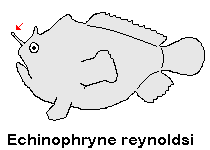 Echinophryne reynoldsi Reynolds' Frogfish - Reynold's Anglerfisch 