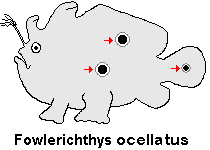 Antennarius ocellatus Ocellated frogfish - Ocellus Anglerfisch - Pez rana manchado, pescador ocelado 