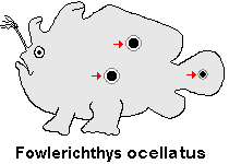 Fowlerichthys ocellatus - Antennarius ocellatus (Ocellated frogfish - Ocellus Anglerfisch) 