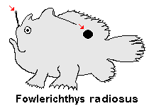 Fowlerichthys radiosus - Antennarius radiosus (Big-Eyed frogfish - Grossaugen Anglerfisch)