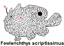 Fowlerichthys scriptissimus - Antennarius scriptissimus(Scripted Frogfish - "Gestrichelter" Anglerfisch)