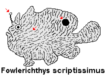 Fowlerichthys scriptissimus - Antennarius scriptissimus(Scripted Frogfish - "Gestrichelter" Anglerfisch) 