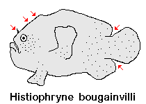 Histiophryne bougainvilli - Bougainville's Frogfish - Bougainville's Anglerfisch