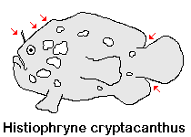 Histiophryne cryptacanthus  Cryptic Frogfish (Rodless Frogfish) - "Verborgener" Anglerfisch 