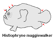 Histiophryne maggiewalker (Maggiewalker Frogfish - Maggiewalker Anglerfisch)