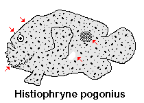 Histiophryne pogonius - Bearded Frogfish - Bärtiger Anglerfisch