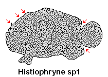 Histiophryne sp1 (honeycomb frogfish  - Wabenmuster Anglerfisch)