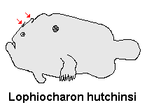 Lophiocharon hutchinsi frogfish Anglerfisch