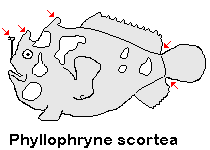 Phyllophryne scortea  Smooth Frogfish - Glatter Anglerfisch 