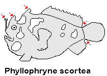 Phyllophryne scortea Smooth Frogfish - Glatter Anglerfisch