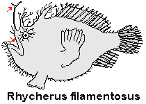 Rhycherus filamentosus Tasseled Frogfish - Quasten Anglerfisch