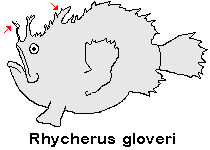 Rhycherus gloveri Glover's Frogfish - Glover's Anglerfisch