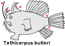 Tathicarpus butleri Butler's Frogfish - Butler's Anglerfisch