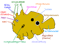 Anglerfische: Merkmale, Esca und Illicium