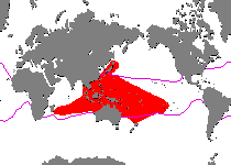 Range - Verbreitung Fowlerichthys scriptissimus - Antennarius scriptissimus (Scripted Frogfish - "Gestrichelter" Anglerfisch) 