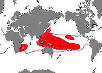 Range - Verbreitung Antennatus tuberosus (Tuberculated Frogfish, Bandfin Frogfish, Pygmy Frogfish - Tuberkel Anglerfisch, Schwanzstreifen Anglerfisch, Pygmäen Anglerfisch)