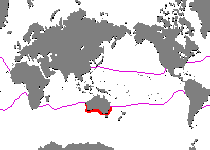 Range - Verbreitung Histiophryne bougainvilli - Bougainville's Frogfish - Bougainville's Anglerfisch