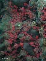 Giant frogfish (Antennarius commerson) - Details of skin