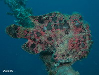 Riesen-Anglerfisch (Antennarius commerson) - mit fetzenartigen Hautanhängseln