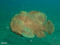 Galoppierender Anglerfisch (<em>Antennarius commerson</em>)