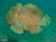 Galoppierender Anglerfisch (<em>Antennarius commerson</em>)