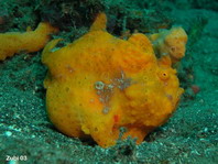 Rundflecken-Anglerfisch (Antennarius pictus) - aufgedunsenes Weibchen