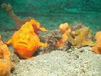 Rundflecken-Anglerfisch (Antennarius pictus) - links aufgedunsenes Weibchen, rechts kleines Männchen