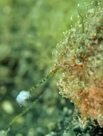 Antennarius striatus (Striped or striated frogfish, hairy frogfish - Gestreifter Anglerfisch)