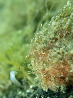 Antennarius striatus (Striped or striated frogfish, hairy frogfish - Gestreifter Anglerfisch)