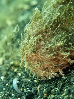 Antennarius striatus (Striped or striated frogfish, hairy frogfish - Gestreifter Anglerfisch)