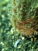 Antennarius striatus (Striped or striated frogfish, hairy frogfish - Gestreifter Anglerfisch)