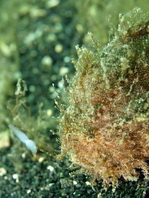 Antennarius striatus (Striped or striated frogfish, hairy frogfish - Gestreifter Anglerfisch)