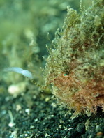 Antennarius striatus (Striped or striated frogfish, hairy frogfish - Gestreifter Anglerfisch)