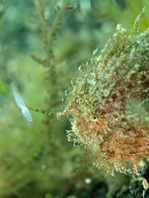 Antennarius striatus (Striped or striated frogfish, hairy frogfish - Gestreifter Anglerfisch)