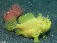 Gestreifter Anglerfisch (Antennarius striatus) kleines rötliches Männchen folgt dem grossen, aufgedunsenen Weibchen 