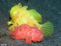 Gestreifter Anglerfisch (Antennarius striatus) kleines rötliches Männchen folgt dem grossen, aufgedunsenen Weibchen 