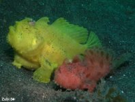 Gestreifter Anglerfisch (Antennarius striatus) kleines rötliches Männchen folgt dem grossen, aufgedunsenen Weibchen 