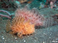 Antennarius striatus (Striped or striated frogfish, hairy frogfish - Gestreifter Anglerfisch)