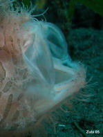 Antennarius striatus (Striped or striated frogfish, hairy frogfish - Gestreifter Anglerfisch)