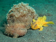 Gestreifter Anglerfisch (Antennarius striatus) kleines gelbes Männchen stupst grosses, aufgedunsenes Weibchen 