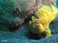 Gestreifter Anglerfisch (Antennarius striatus) kleines gelbes Männchen stupst grosses, aufgedunsenes Weibchen 