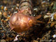 Frogfish being eaten by lizardfish