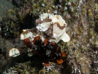 Antennarius maculatus mating sequence