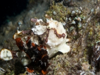 Antennarius maculatus paarend