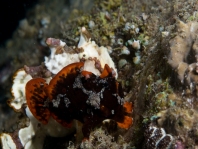 Antennarius maculatus mating sequence