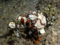 Antennarius maculatus paringsgedrag