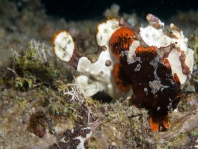 Antennarius maculatus mating sequence